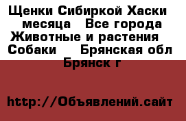 Щенки Сибиркой Хаски 2 месяца - Все города Животные и растения » Собаки   . Брянская обл.,Брянск г.